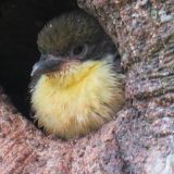 GH-chick-in-Black-bellied-Starling-nest
