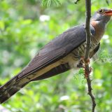 Juvenile-Red-chested-Cuckoo