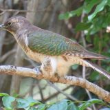 Klaas'-Cuckoo