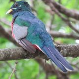 Narina-Trogon-back-view
