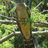 Red-chested-Cuckoo-