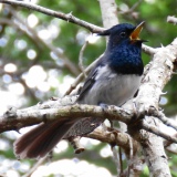 Blue-Mantled Crested-Flycatcher