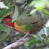 Gorgeous BushShrike