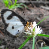 Large Glasswing