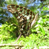 Large Striped Swordtail