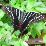 Mamba Swordtail