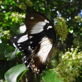Mocker Swallowtail