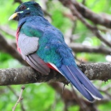 Narina Trogon