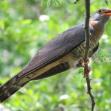 Red-Chested Cuckoo