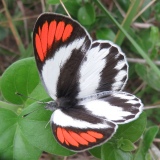 Smoky Orange Tip