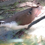 Tambourine Dove