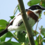 White-flanked Chinspot Batis
